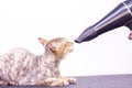 Cat gets hair cut at Pet Spa Grooming Salon. Closeup of cat. The cat is dried with a hair dryer.