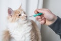 Cat getting medication by owner