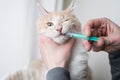 Cat getting medication by owner with syringe