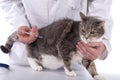 Cat getting a vaccine