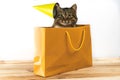 Cat gift. cat sits in the package Royalty Free Stock Photo