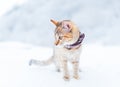 Cat of ginger color walking in the winter outdoor.