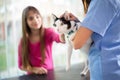 Cat with girl in vet clinic Royalty Free Stock Photo
