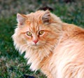 Cat with glaring eyes Royalty Free Stock Photo