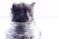 Cat in a glass jar