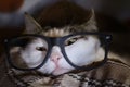 Cat in glasses close up funny photo