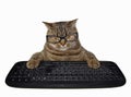 Cat in glasses with computer keyboard Royalty Free Stock Photo