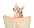 Cat with glasses reading a book. isolated on white background Royalty Free Stock Photo