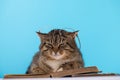 A cat with glasses sits near an open book Royalty Free Stock Photo