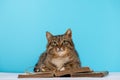 A cat with glasses sits near an open book Royalty Free Stock Photo