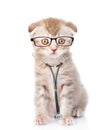 Cat with a glasses and stethoscope on his neck. looking at camera. isolated on white background Royalty Free Stock Photo