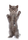 Cat with a glasses and stethoscope on his neck standing on hind legs. isolated on white background Royalty Free Stock Photo