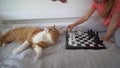 The cat gnaws at the chess set that the girl is laying out.