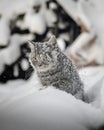 Cat goes on snowdrifts winter