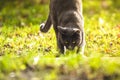 The cat goes to the camera and stretches in the brightly sunlit grass Royalty Free Stock Photo