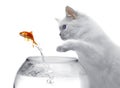 Cat and a gold fish Royalty Free Stock Photo