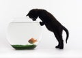 Cat & Gold fish Royalty Free Stock Photo