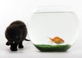 Cat & Gold fish Royalty Free Stock Photo