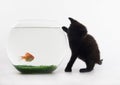 Cat & Gold fish Royalty Free Stock Photo