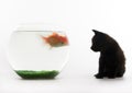 Cat & Gold fish Royalty Free Stock Photo