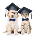 Cat and Golden retriever puppy with black graduation hats and eyeglasses sitting together. isolated on white background