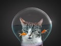 Cat in goldfish glass