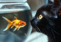 Cat and goldfish looking at each other. A black cat staring at goldfish in fish bowl Royalty Free Stock Photo