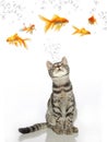 Cat and goldfish Making a choice