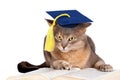 Cat in graduation cap Royalty Free Stock Photo