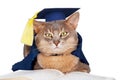 Cat in graduation cap and gown Royalty Free Stock Photo