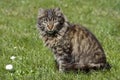 Cat on the grass