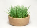 Cat grass Royalty Free Stock Photo