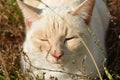 Cat in the grass. Royalty Free Stock Photo