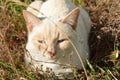 Cat in the grass Royalty Free Stock Photo