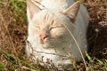 Cat in the grass Royalty Free Stock Photo