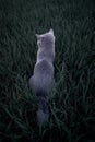 Cat in the grass Royalty Free Stock Photo