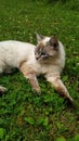 Cat, grass and flowers are good