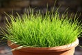 Cat grass Royalty Free Stock Photo
