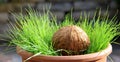 Cat grass Royalty Free Stock Photo
