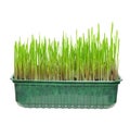 Cat Grass Isolated