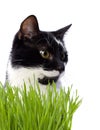 Cat in grass isolated on white background Royalty Free Stock Photo