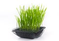 Cat grass isolated on white background. Beneficial grass for domestic cats. Provides essential vitamins and folic acids. Assists i Royalty Free Stock Photo