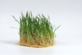 Cat grass isolated on a white background. Useful herb for domestic cats Royalty Free Stock Photo