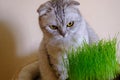 Cat grass, pet grass. Natural hairball treatment, white, scottish tabby cat eating fresh grass, green oats, emotional