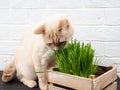 Cat Grass, Pet Grass. Natural Herbal Treatment, White, Red Pet Cat Eating Fresh Grass, Green Oats, Emotionally, Copy Space, The