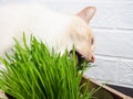 Cat grass, pet grass. Natural herbal treatment, white, red pet cat eating fresh grass, green oats, emotionally, copy space, the Royalty Free Stock Photo