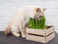 Cat grass, pet grass. Natural herbal treatment, white, red pet cat eating fresh grass, green oats, emotionally, copy space, the Royalty Free Stock Photo