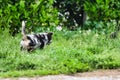 cat in grass, photo as a background , australian german shepard sheperd dog Royalty Free Stock Photo