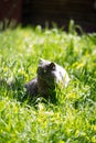 The cat on a grass