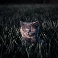 Cat in the grass Royalty Free Stock Photo